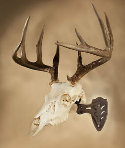 Deer Skull Mounts Pictures