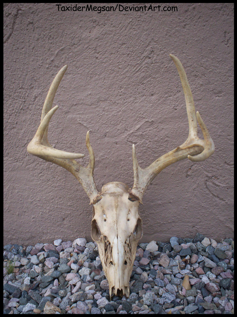 Deer Skull Wallpaper