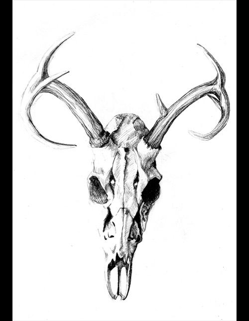 Deer Skull Wallpaper