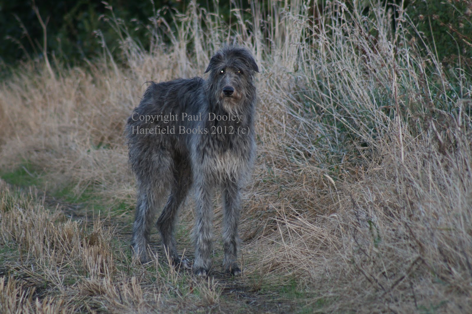 Deerhound Cross Collie