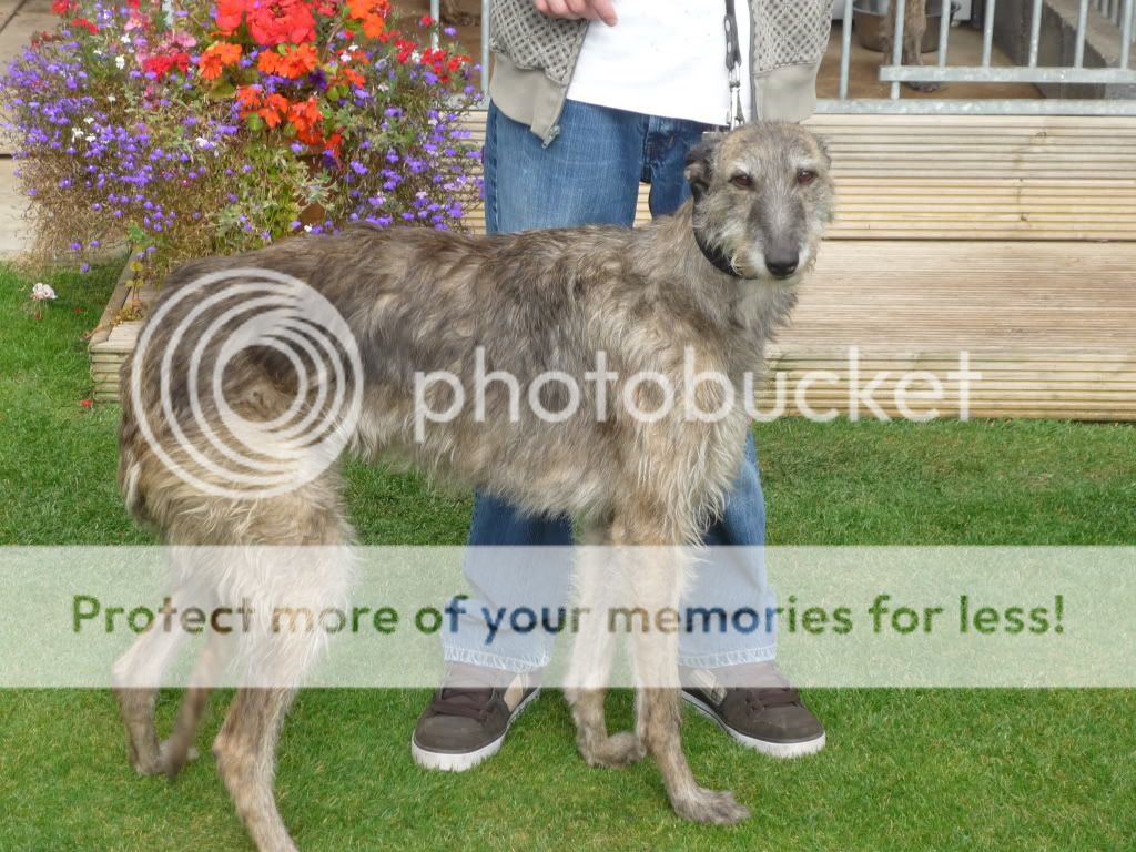 Deerhound Cross Collie