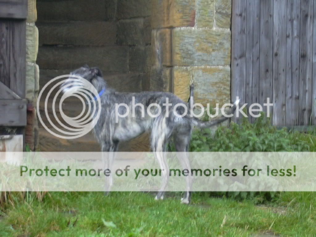 Deerhound Cross Collie