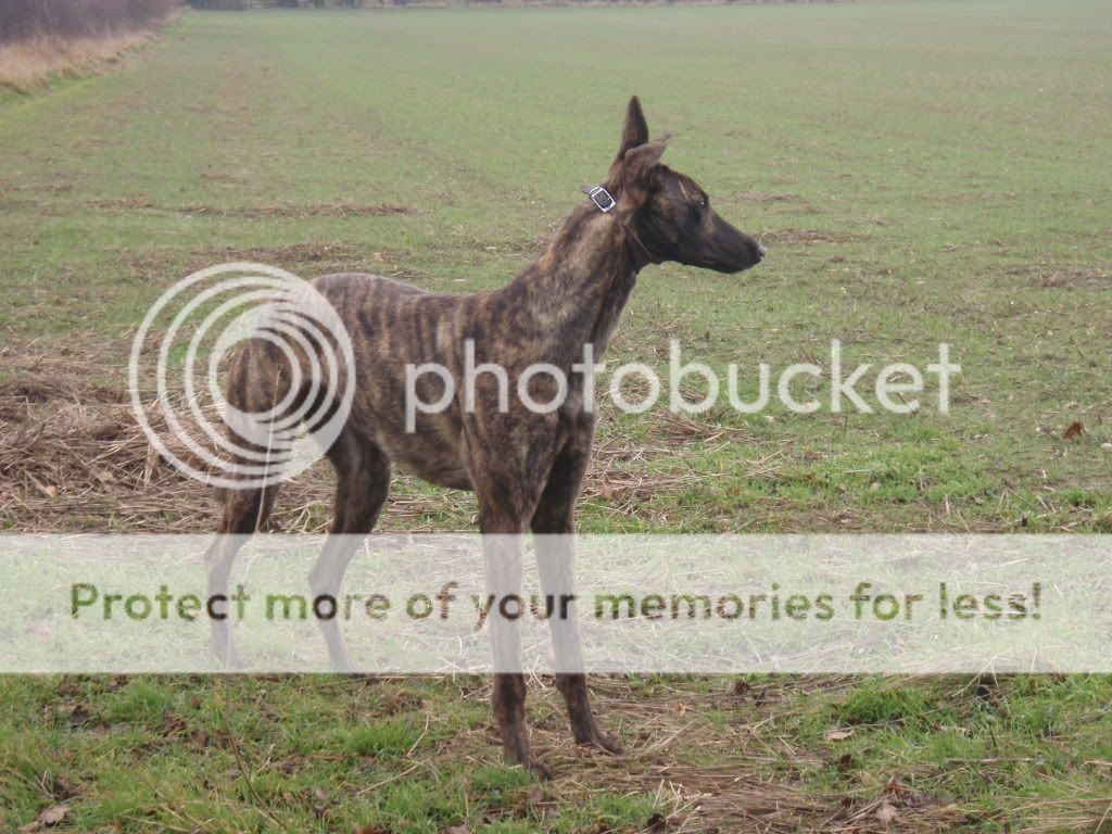 Deerhound Cross Greyhound