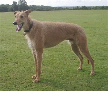 Deerhound Cross Greyhound