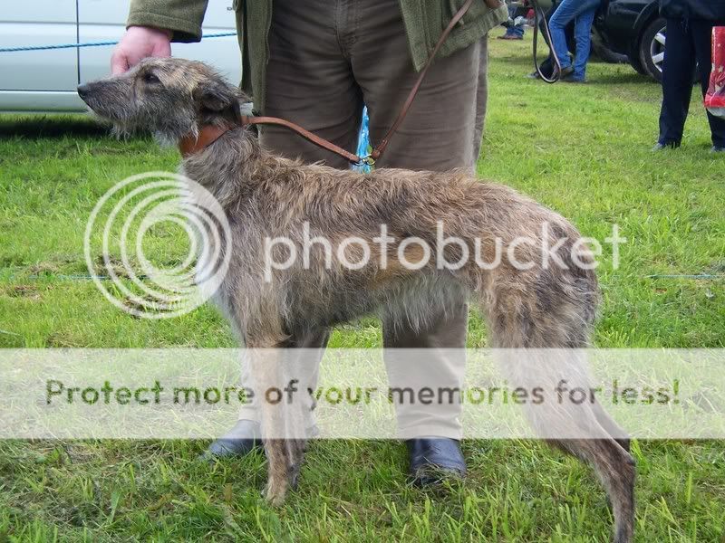 Deerhound Cross Greyhound