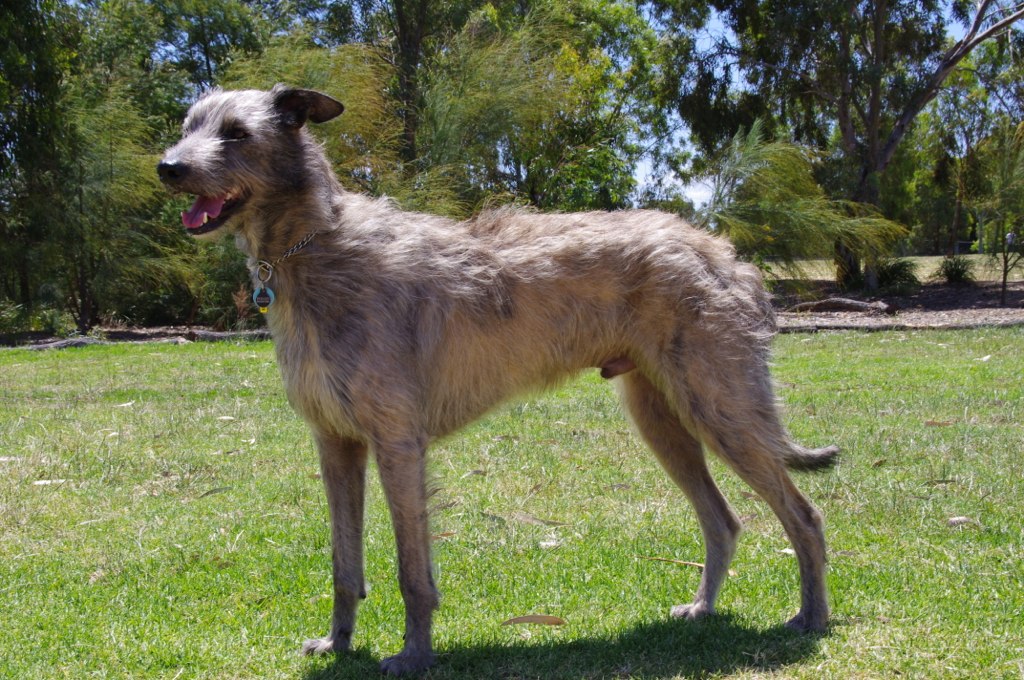 Deerhound Cross Greyhound