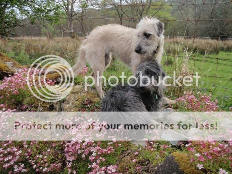 Deerhound Cross Lurcher