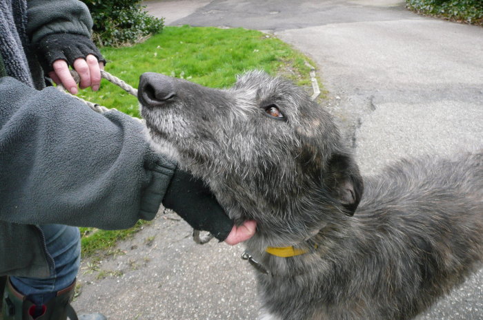 Deerhound Cross Lurcher