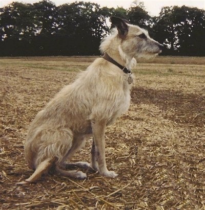 Deerhound Cross Lurcher