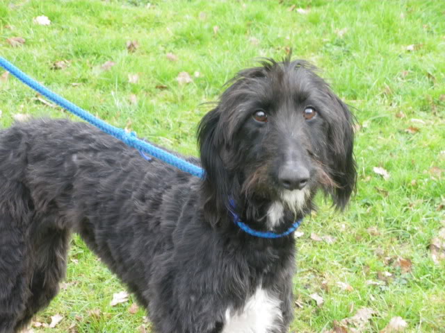 Deerhound Cross Lurcher