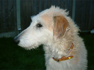 Deerhound Cross Lurcher