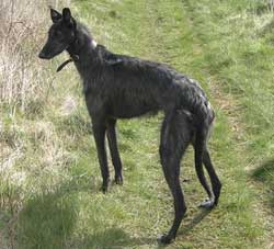 Deerhound Cross Lurcher