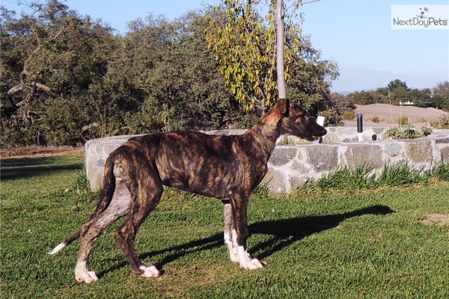 Deerhound Cross Puppies