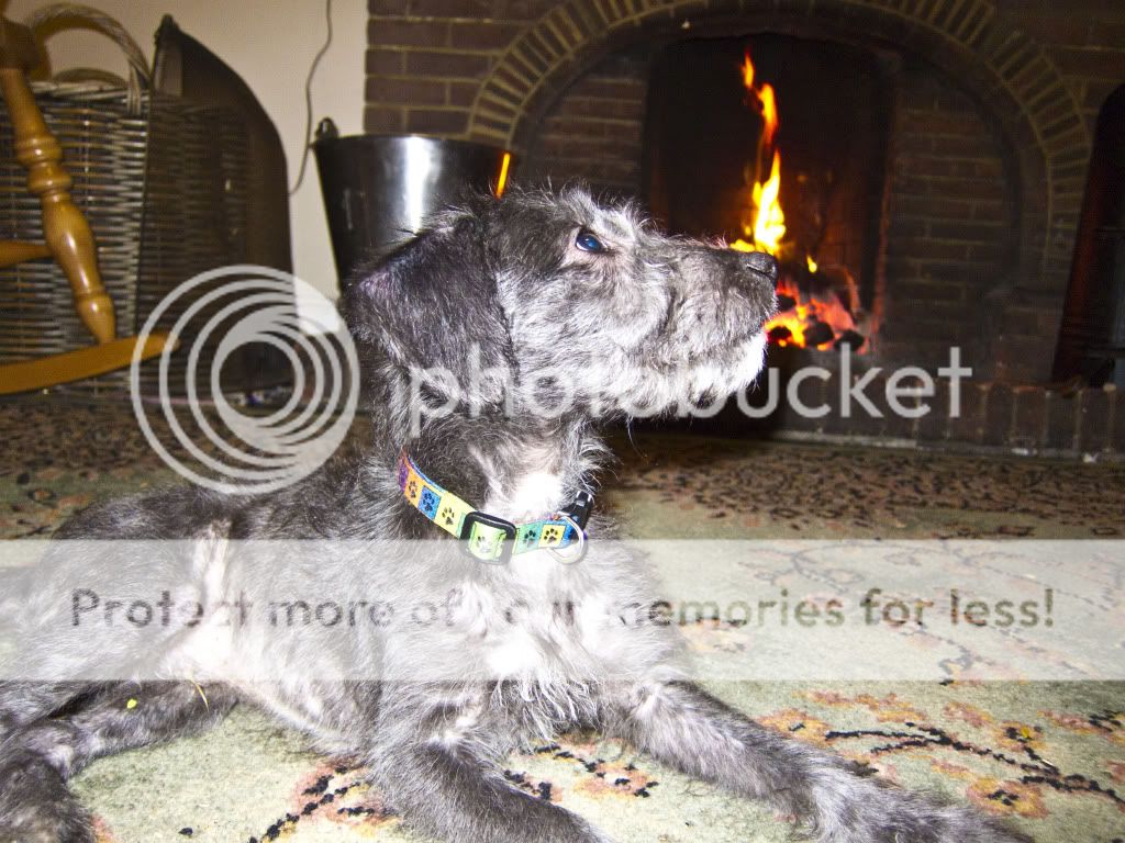 Deerhound Cross Puppies