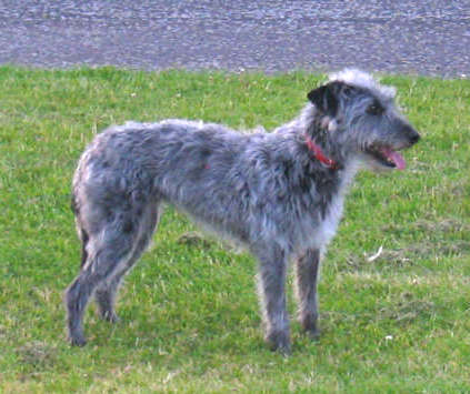 Deerhound Cross Rescue