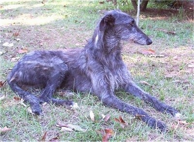 Deerhound Cross Rescue