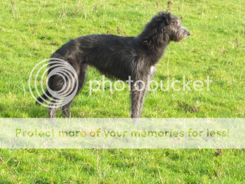 Deerhound Cross Rescue