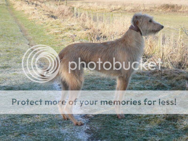 Deerhound Cross Rescue