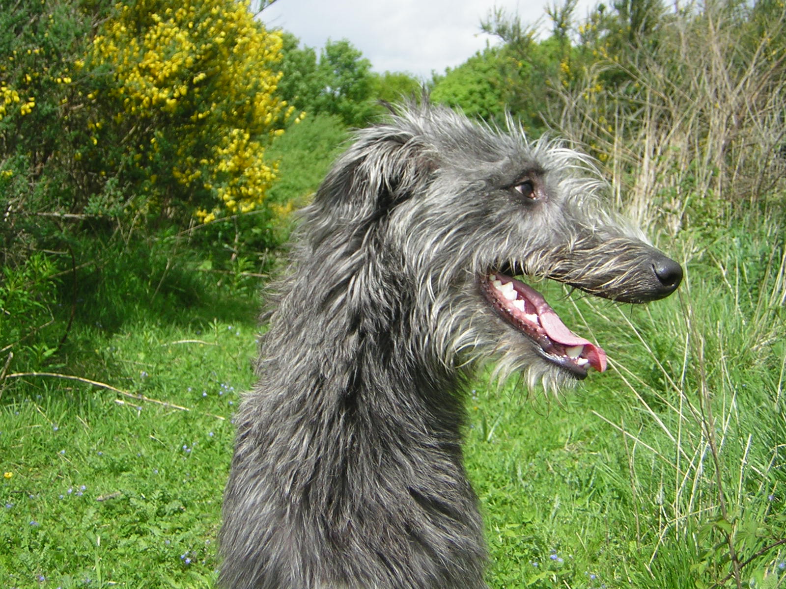 Deerhound Dog