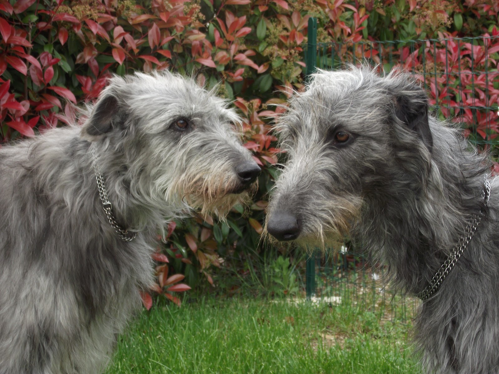 Deerhound Dog