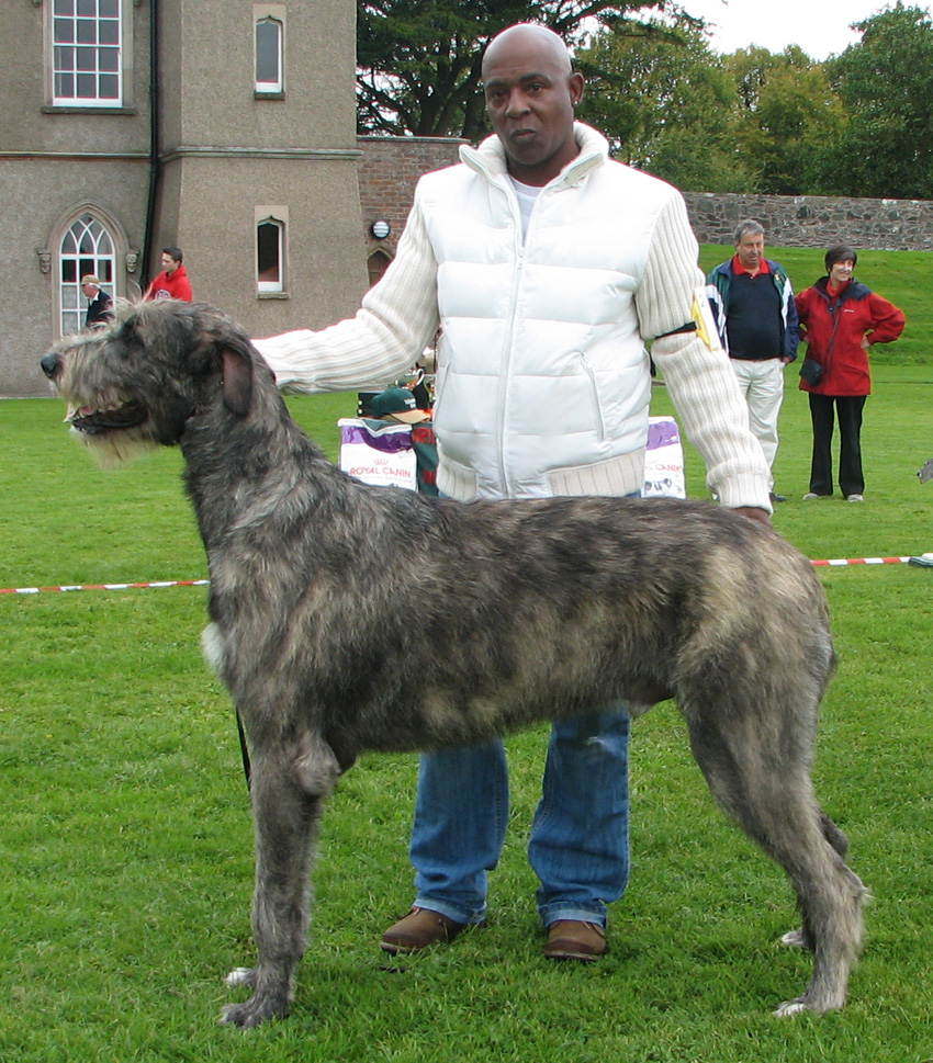 Deerhound Dog