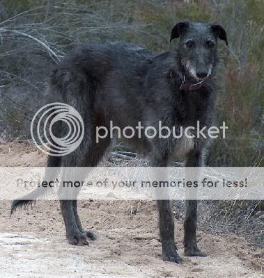 Deerhound Dog