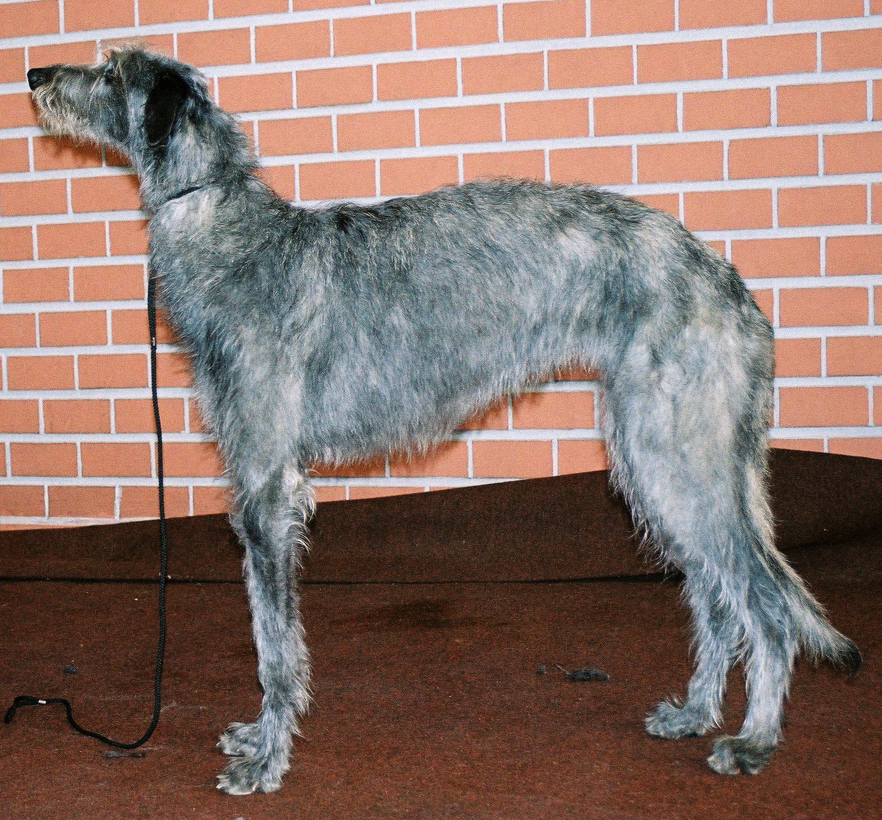 Deerhound Dog