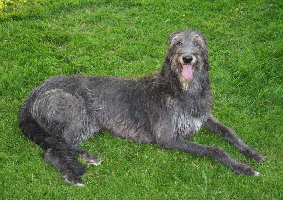 Deerhound Dog Breed