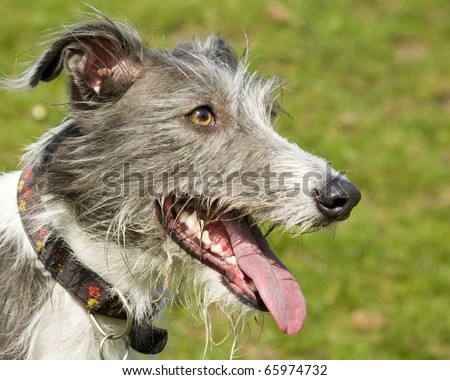 Deerhound Dog Breed