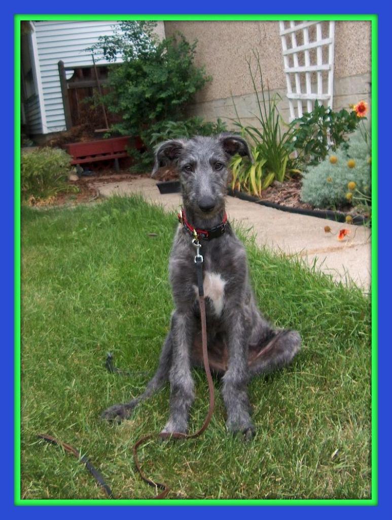 Deerhound Dog Breed