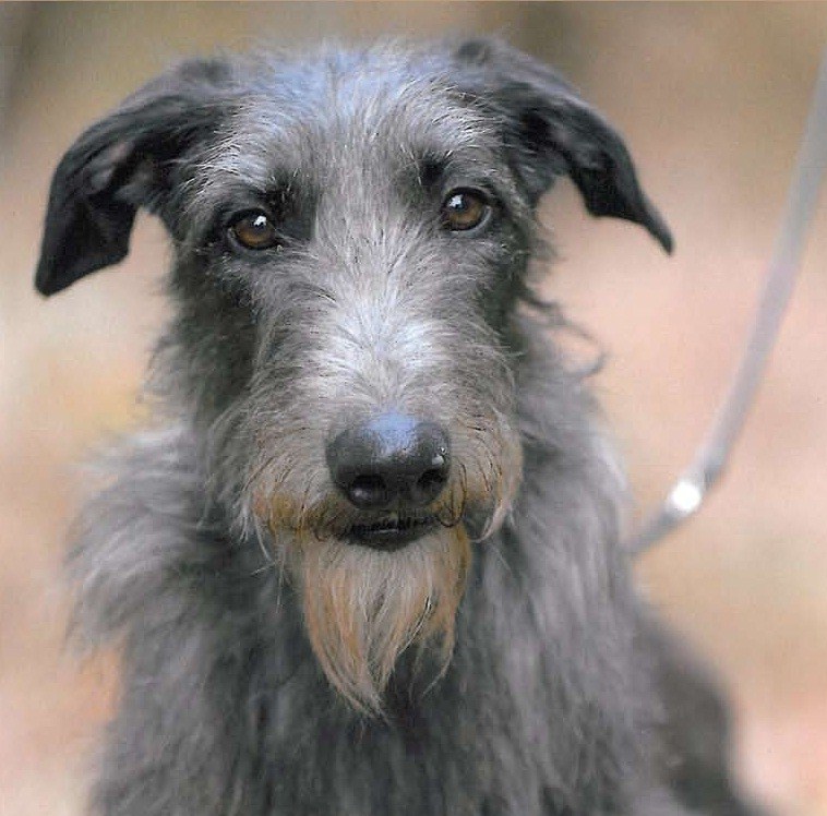 Deerhound Dog Breed