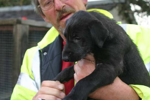 Deerhound Dog Breed