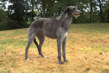 Deerhound Dog Coats