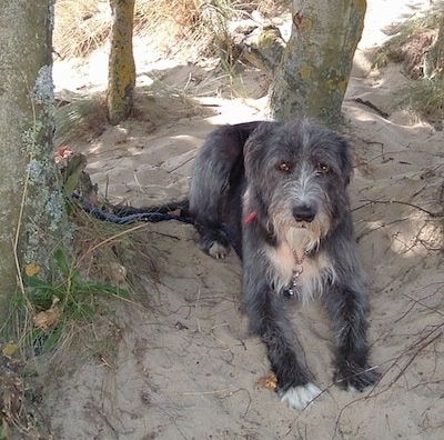 Deerhound Dogs Sale