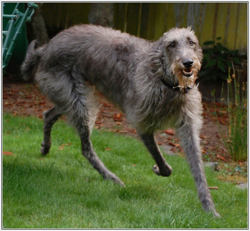 Deerhound Dogs Sale