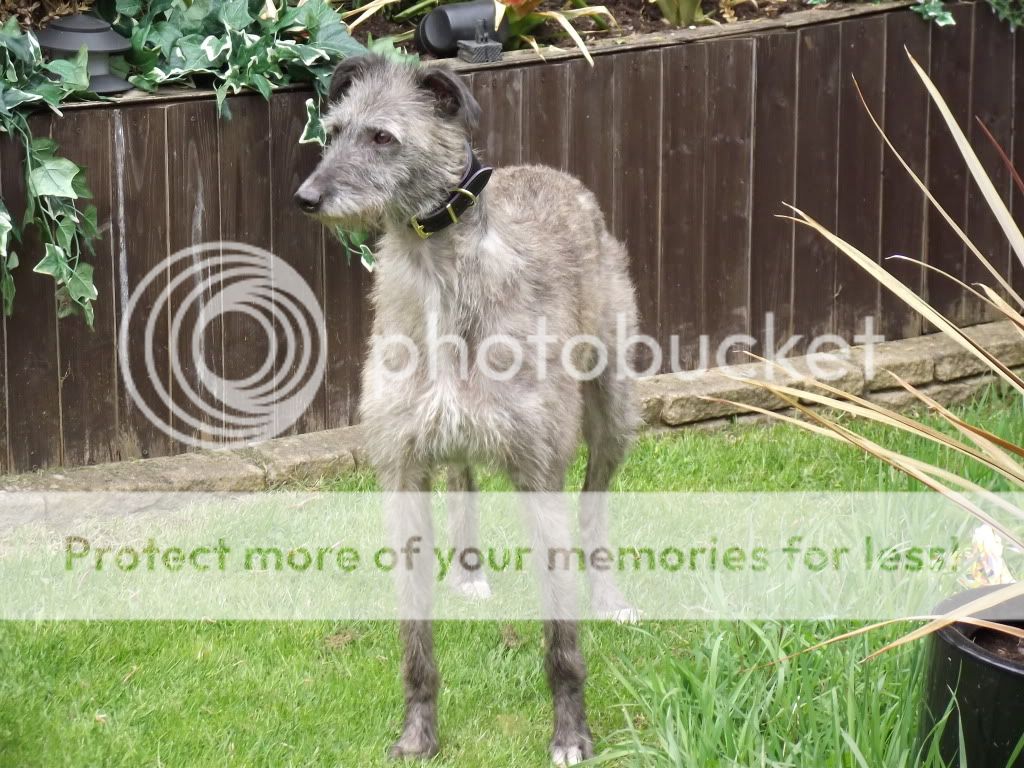 Deerhound Greyhound For Sale