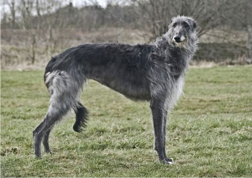 Deerhound Greyhound For Sale