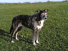 Deerhound Greyhound Lurcher