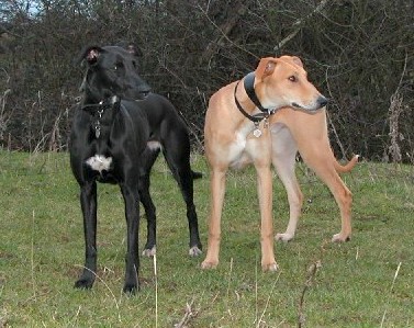 Deerhound Greyhound Whippet