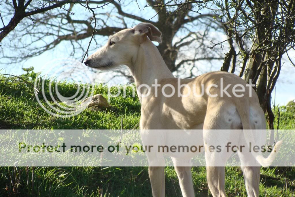 Deerhound Greyhound Whippet