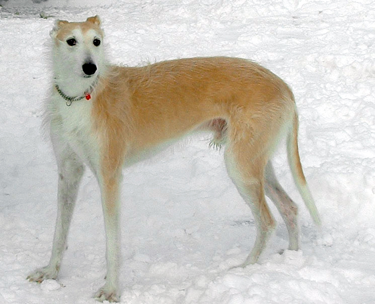 Deerhound Lurcher Breeders