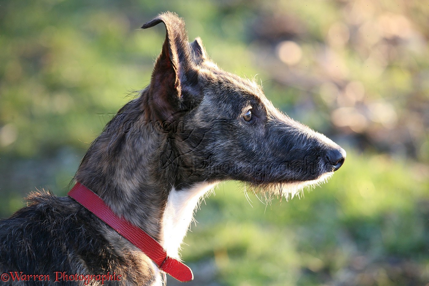 Deerhound Lurcher Breeders