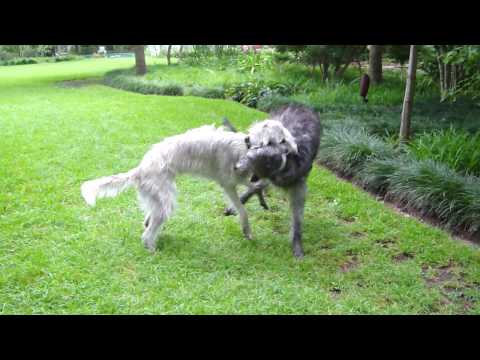 Deerhound Lurcher Breeders