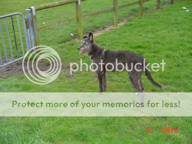 Deerhound Lurcher Cross