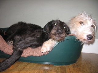 Deerhound Lurcher Cross