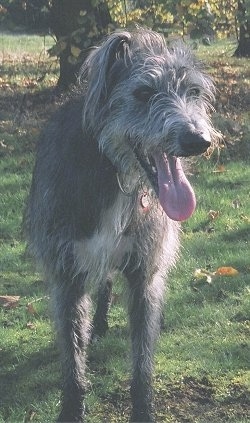 Deerhound Lurcher Cross