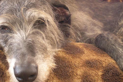 Deerhound Lurcher Cross