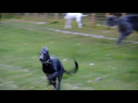 Deerhound Lurcher Puppies