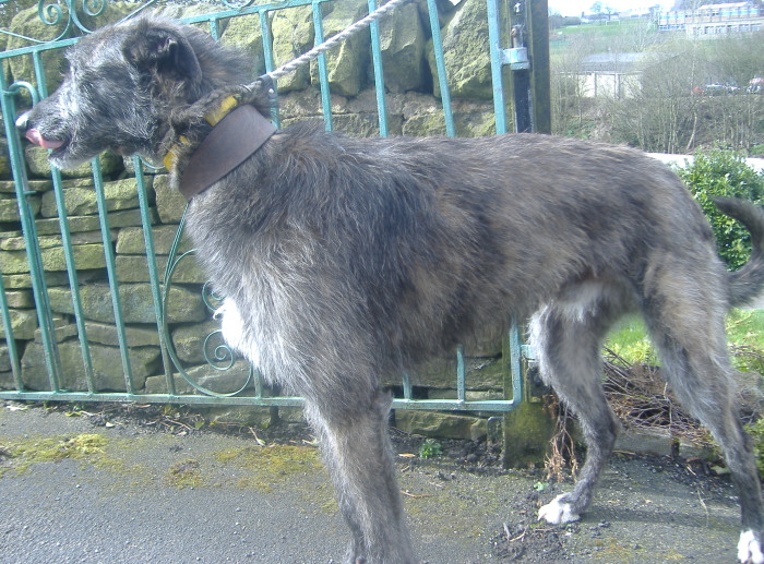 Deerhound Lurcher Puppies