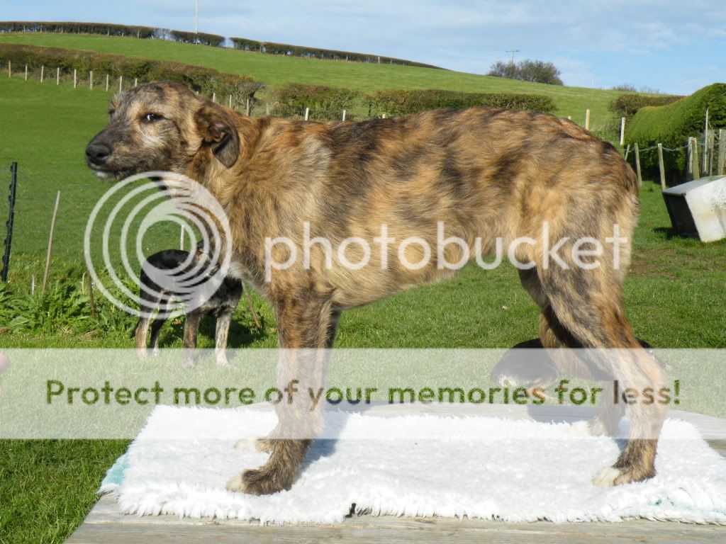 Deerhound Lurcher Puppies